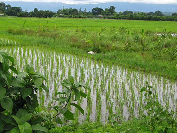 ultra green rice fields
