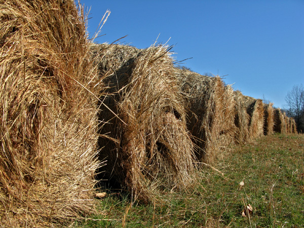 Hay bails at the farm next door.