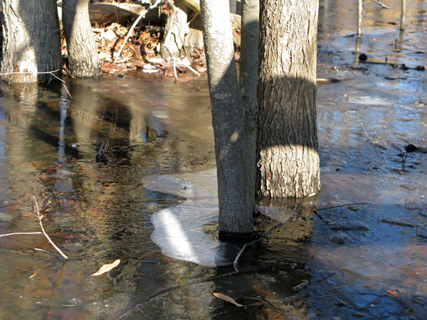 It is supposed to be 5ËšF today in Tennessee, but I don't think we're going to make it since it's 50ËšF right now. Regardless, the water from heavy rains last week are still frozen and make it look cold!