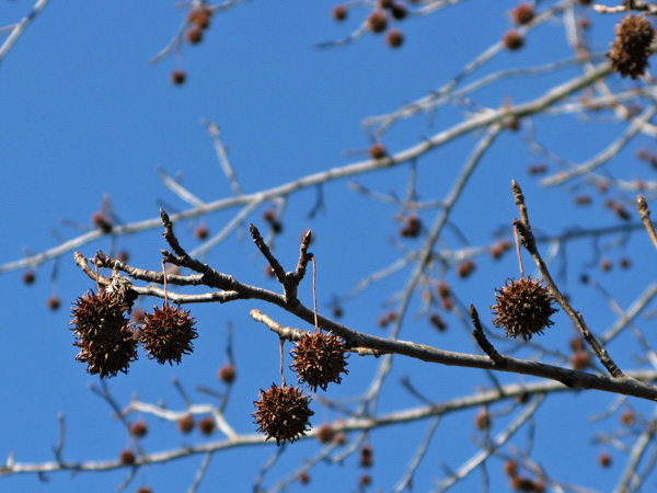 The Sweetgum seed pod, nature's version of felted ball garland.