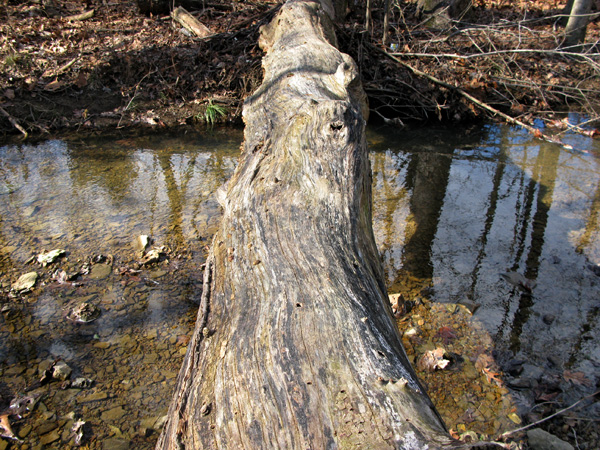 A fallen log that happens to be the perfect bridge over a small stream.