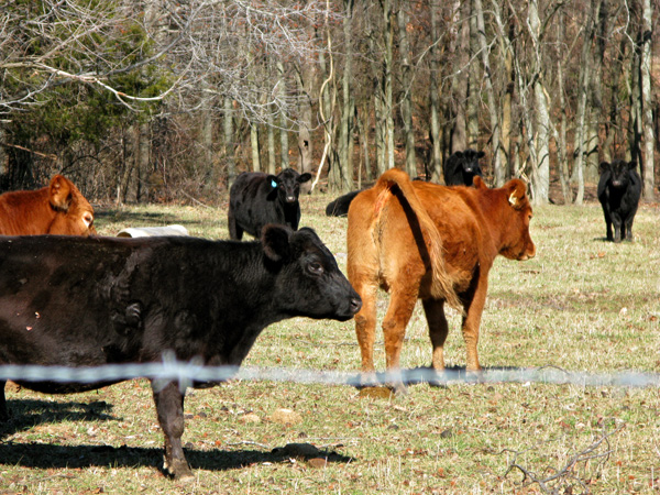 And of course, the Cows. There are probably 30 cows that graze in the land across the street from my parents' house, and when I was behind the trees they were all sitting in the shade in the corner closest to me. When they heard me, every single one of them stood up and ran away to a more comfortable distance, then they watched in fear as I took their photo. I guess they're not as used to pedestrians as the ones in India.