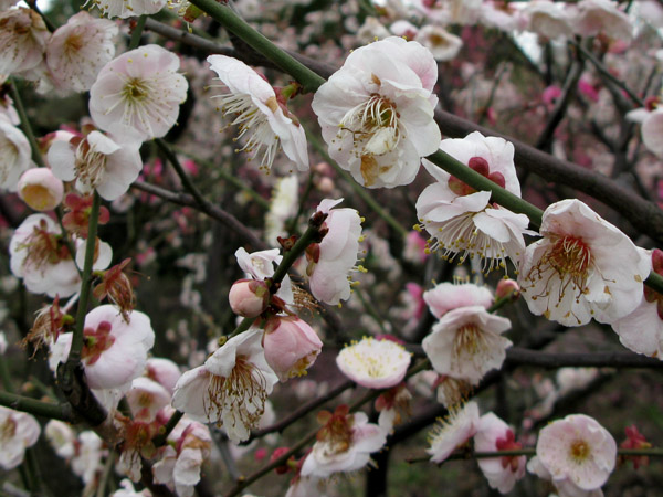 White cherry blossoms