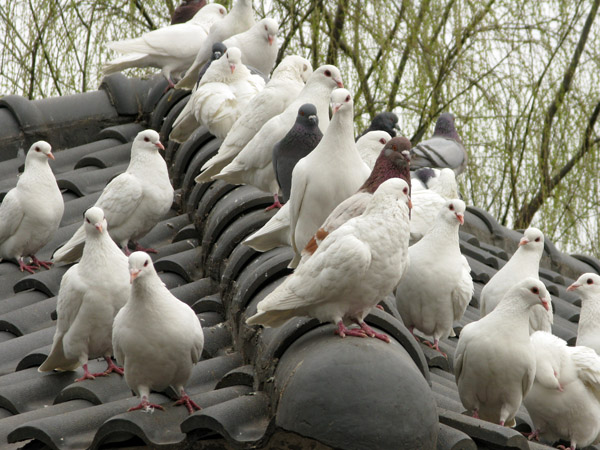 Pigeons Roosting