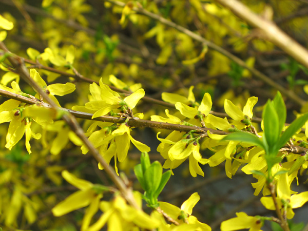 Yellow Blooms