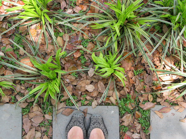 Green Sprouts