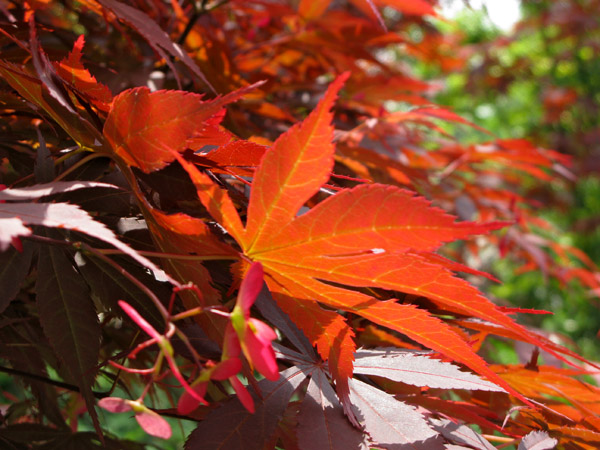 Japanese Maple