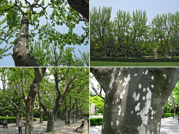 Shanghai Plane Trees