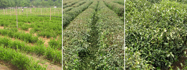 Tea at all stages of growth. Freshly planted, freshly picked, ripe for picking.