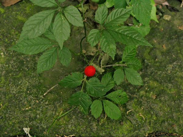 Red wild berry