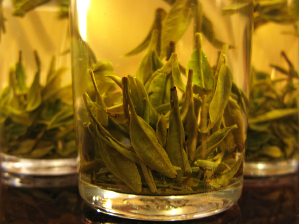 Drinking freshly picked Green Tea