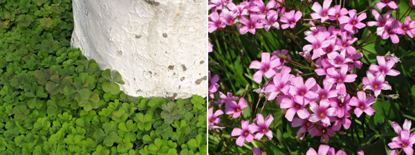 The clovers that I saw in March have now turned into these amazing little purple flowers. Each one is smaller than a dime.