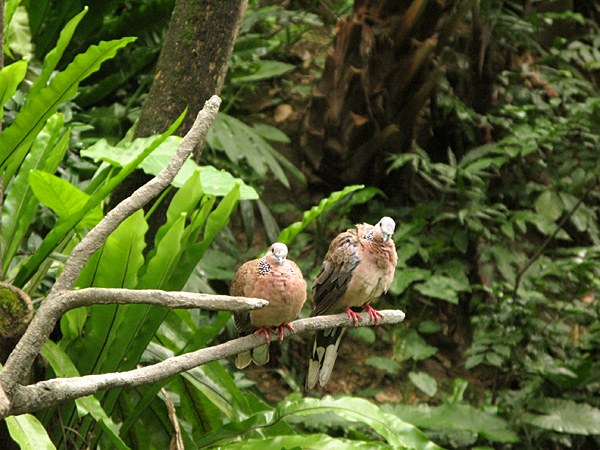 Two Doves