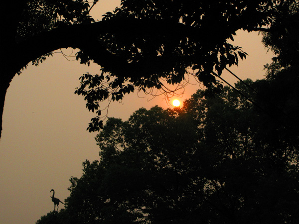 Orange sun....and bird? Is that a real bird? Or a scultpure?