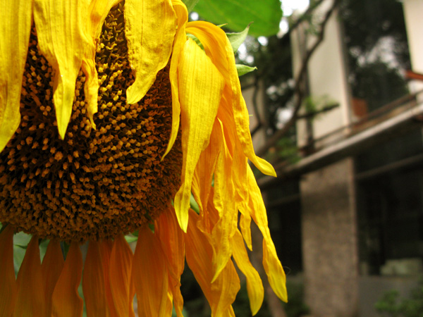 Sunflower