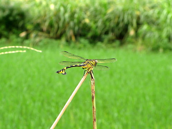 Yellow Dragonfly