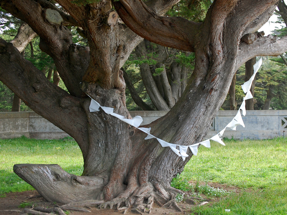 White Prayer Flag on Tree