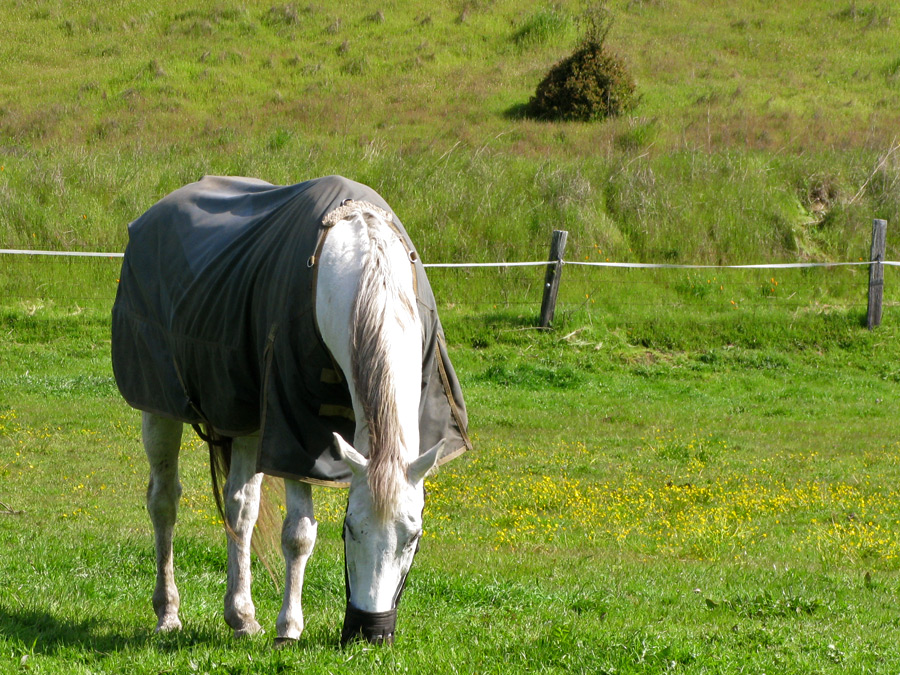 Horse in the spring time