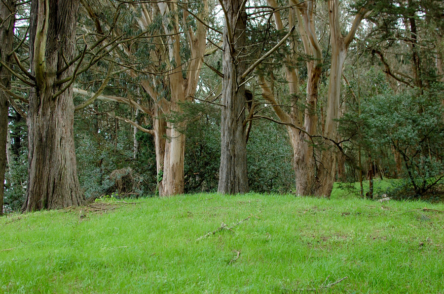 The rolling green hills of Golden Gate Park