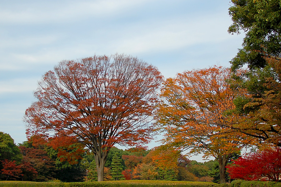 Fall colors in the Imperial Garden