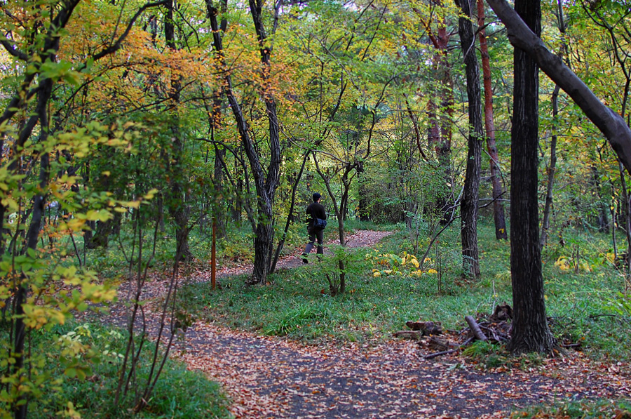 Walking in the woods