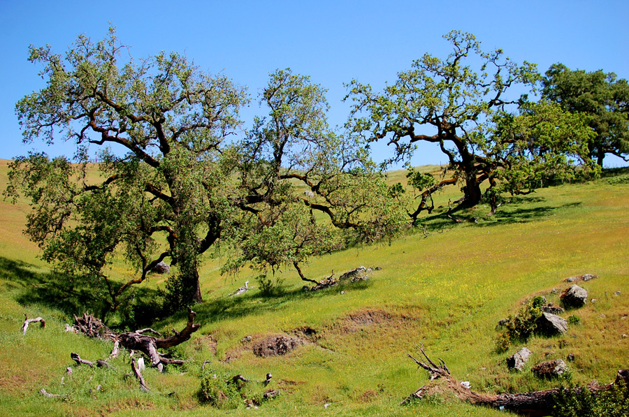 20130608_Russian-River_008