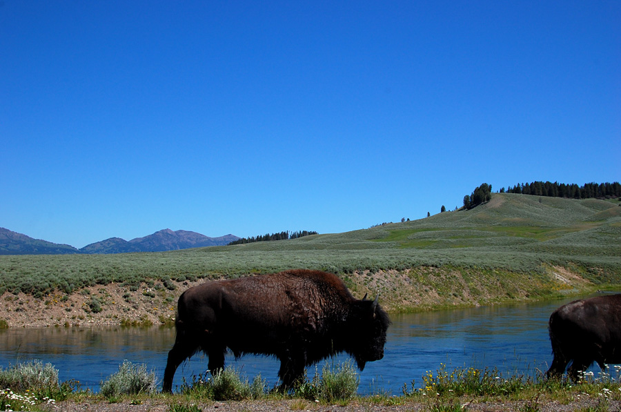 Buffalo in Yellowstone