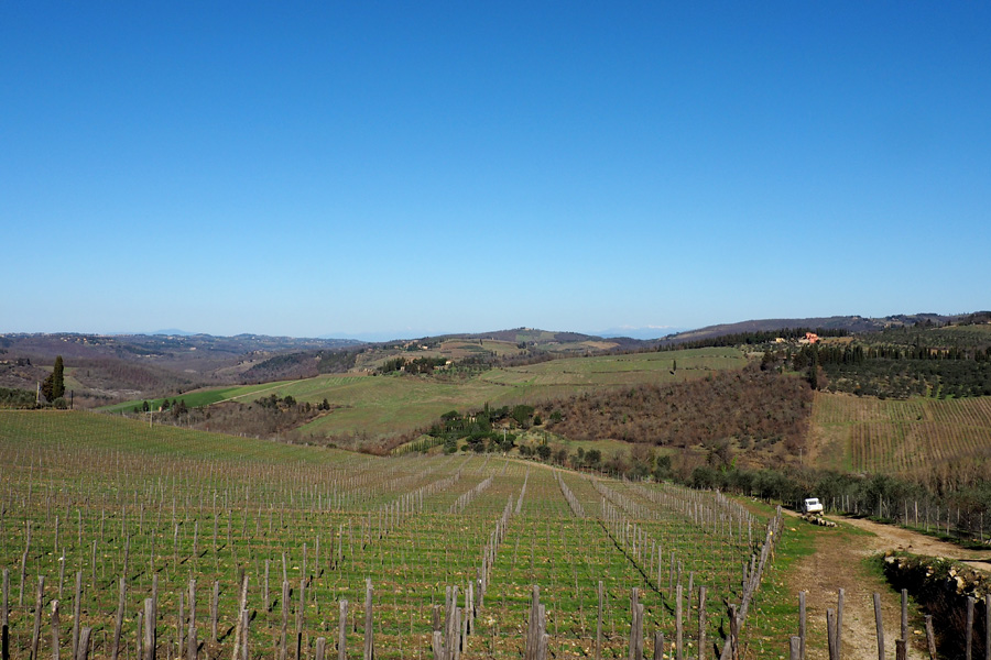 Tuscan vineyards in spring