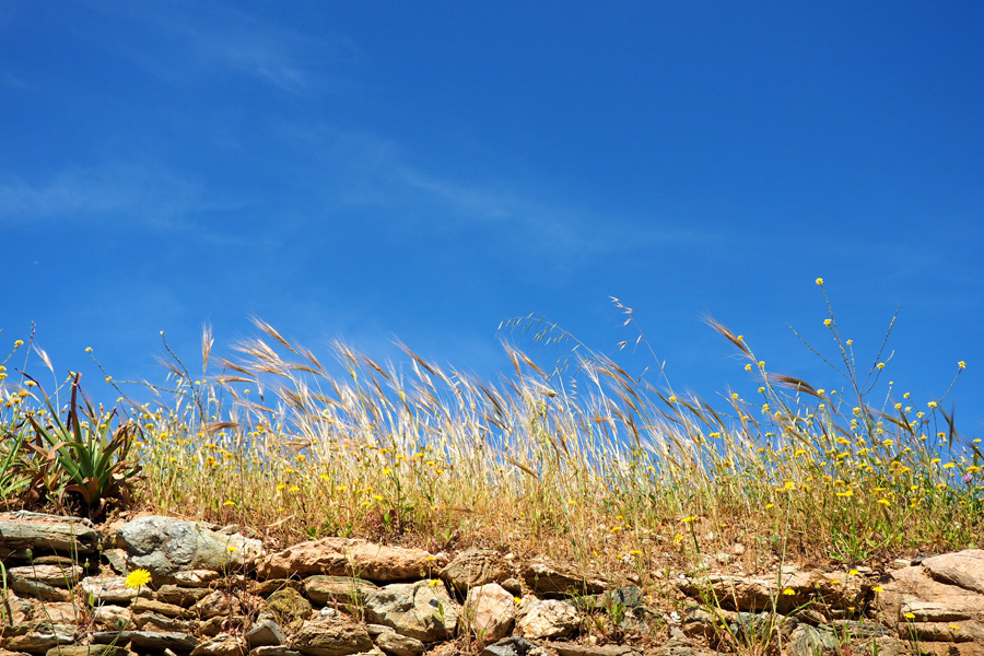 Wheat crops