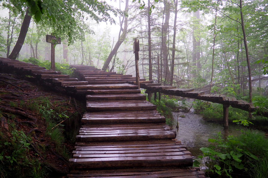 Wooden pathways