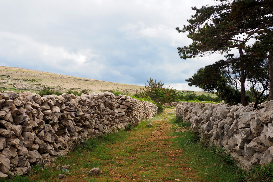 Sheep Paths