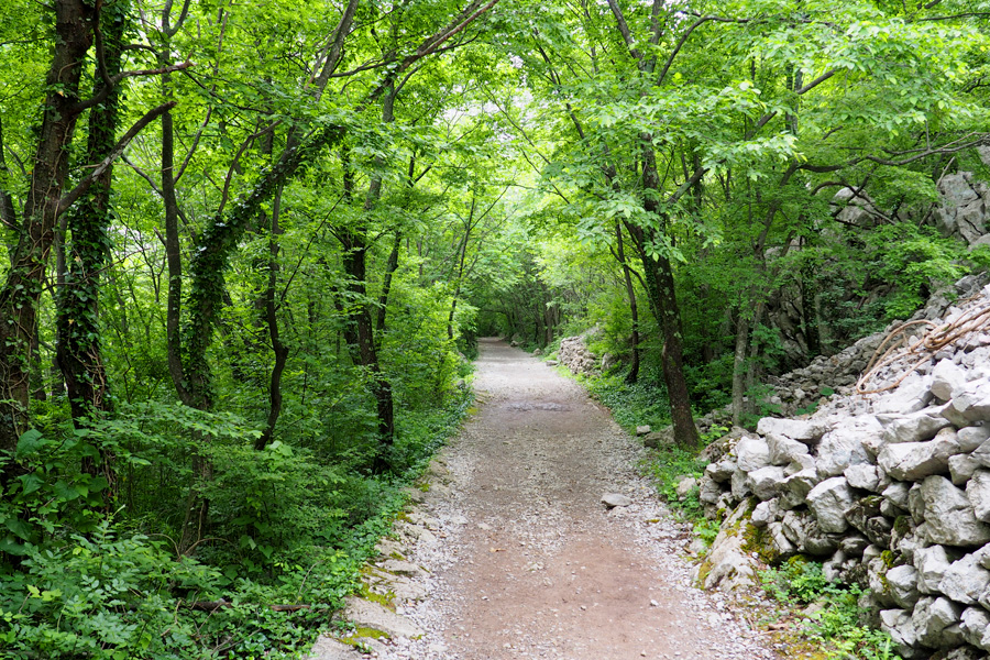 Tree tunnels