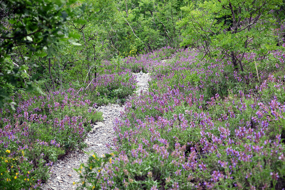 Wild flowers everywhere