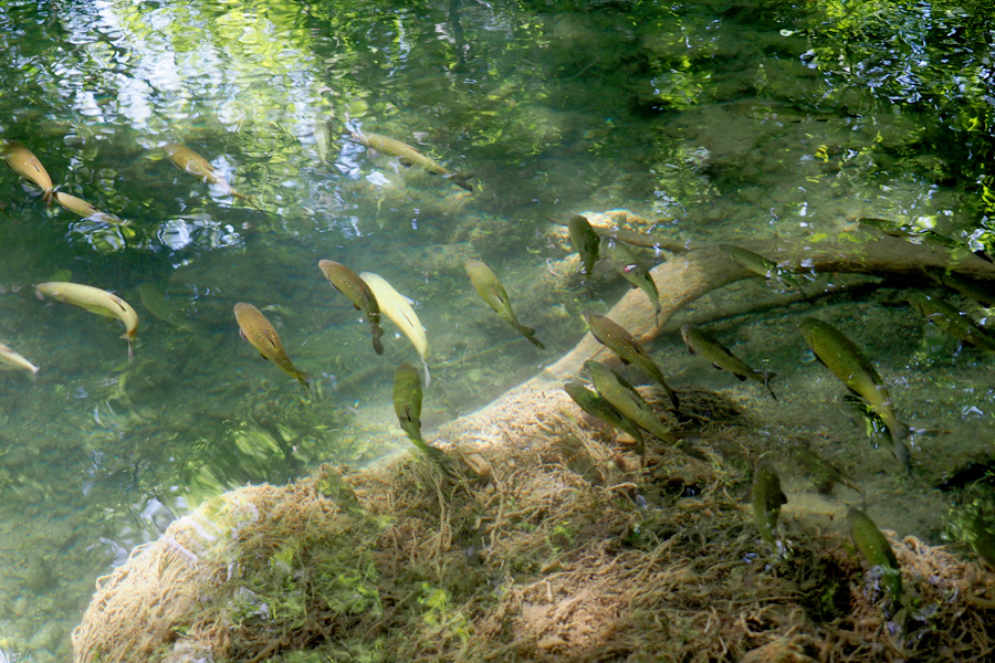 Fish in crystal clear water