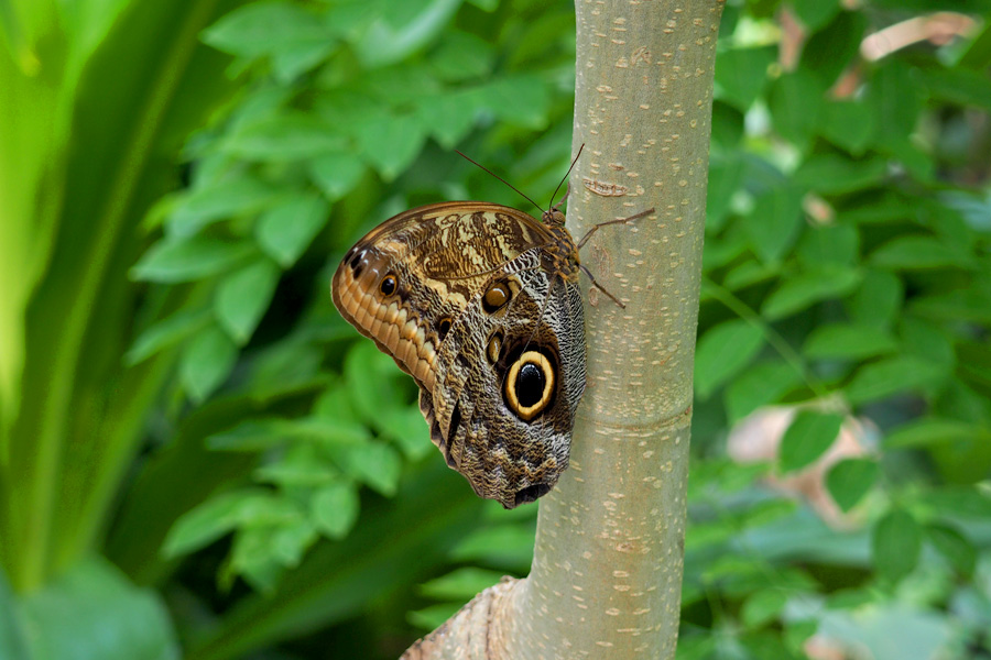 Butterfly with large yellow & blacks pot