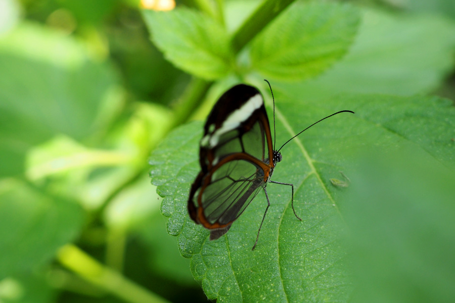 Glass Wing Butterfly