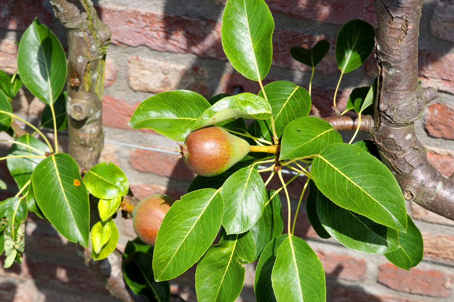 Garden Pears