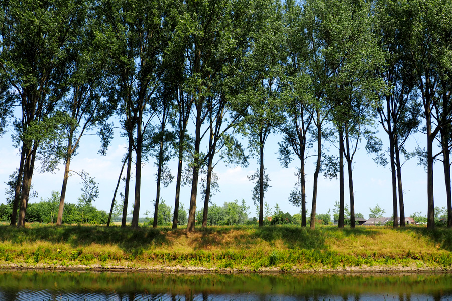 Trees & Canals