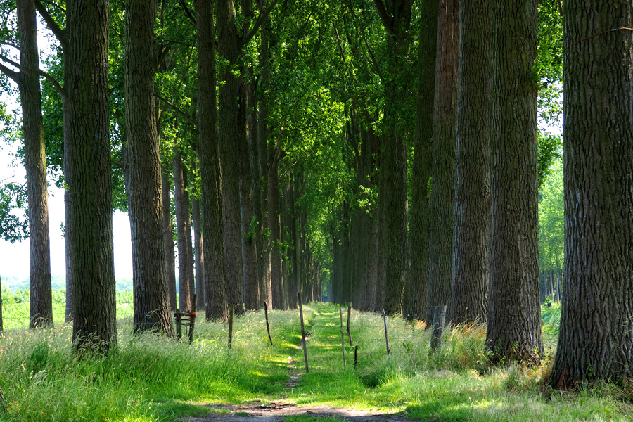 Tree Tunnel with grassy path