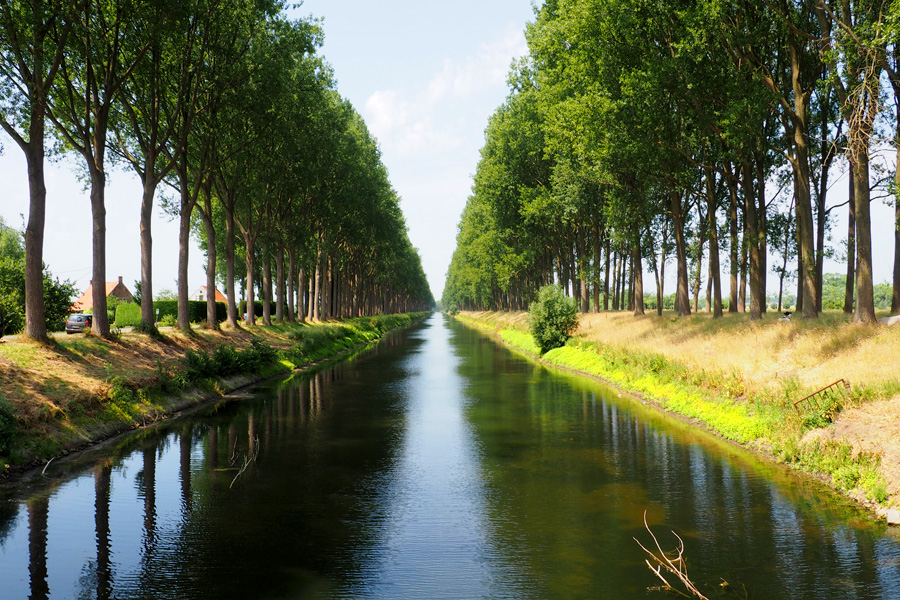 Tree Tunnel with Canal