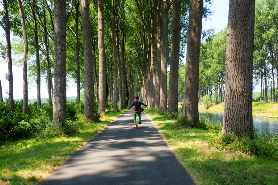 Tree Tunnel with bike lane and Nik