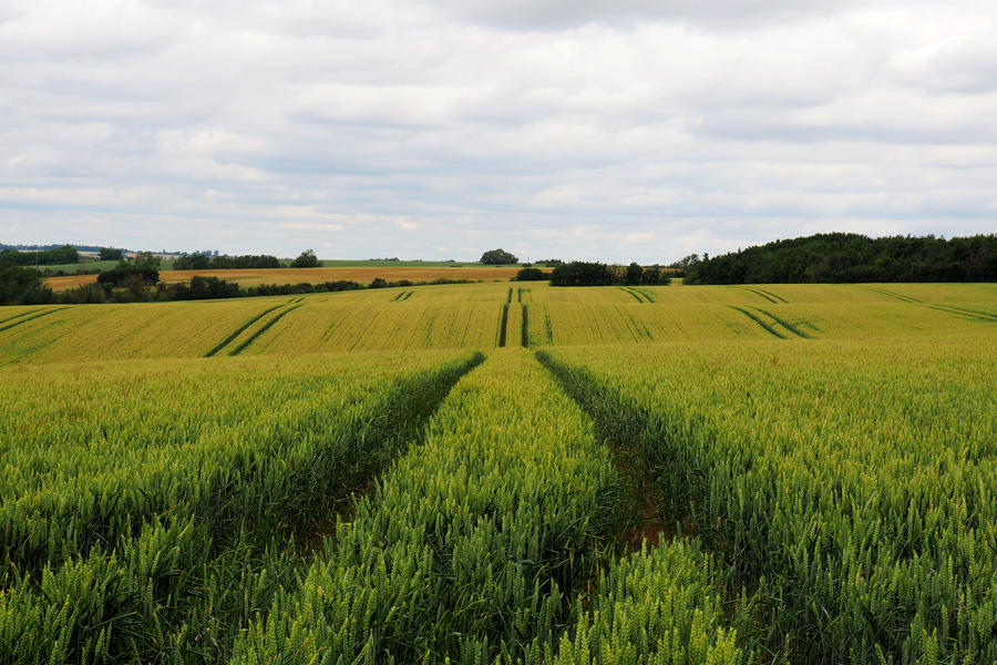 The rolling pastures