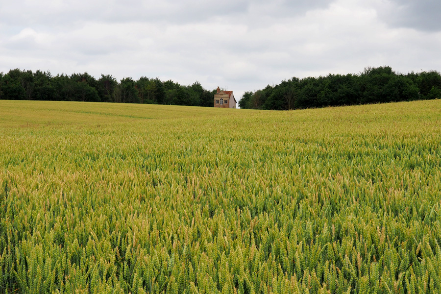 Wheat and Warren