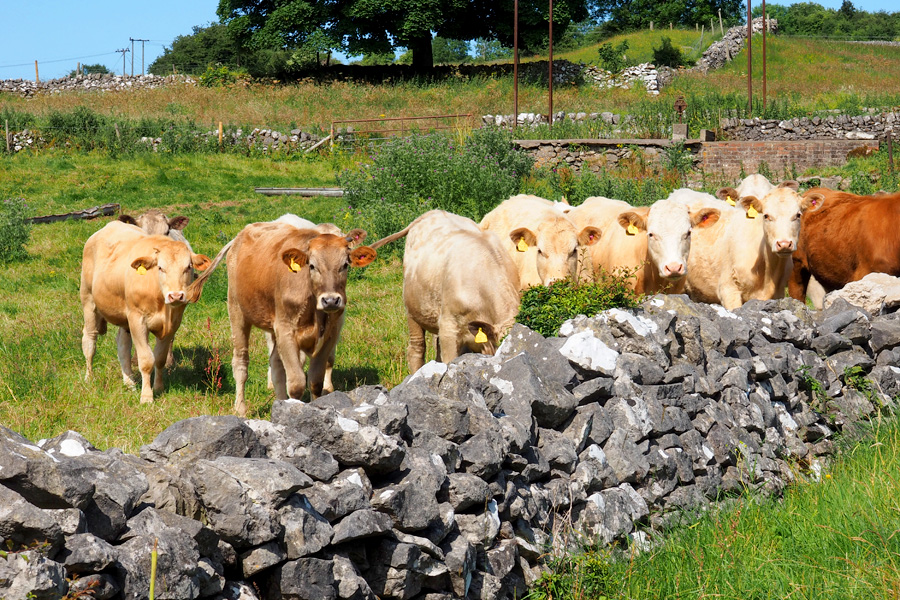 Curious Cows