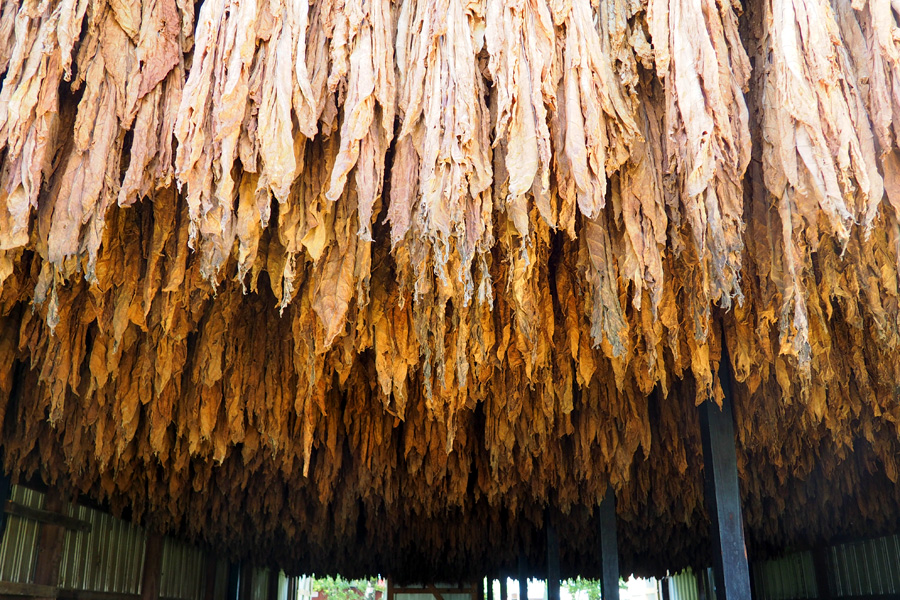 The sweet smell of tobacco smoking